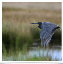 Great Blue Heron - Flying